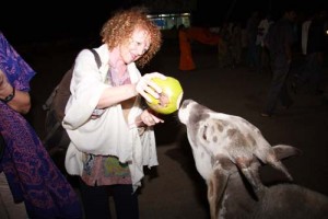 Cora hat ein Herz für Tiere und teilt ihre Kokosmilch mit einer der im Tempelareal frei herumlaufenden Kühe.  